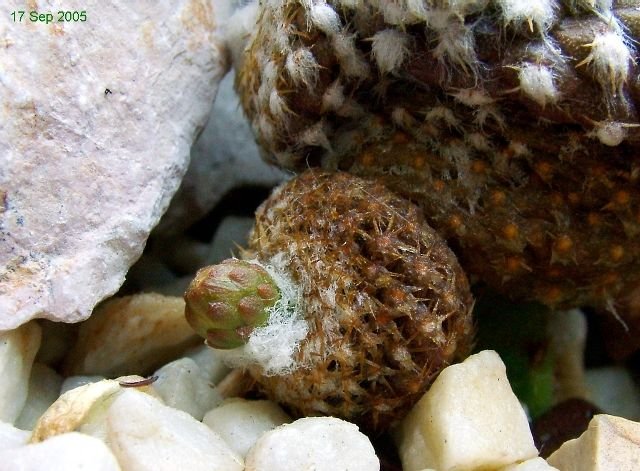 Copiapoa_ hypogaea _ssp.laui _FK439 _21